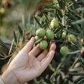 Yeni Hasat