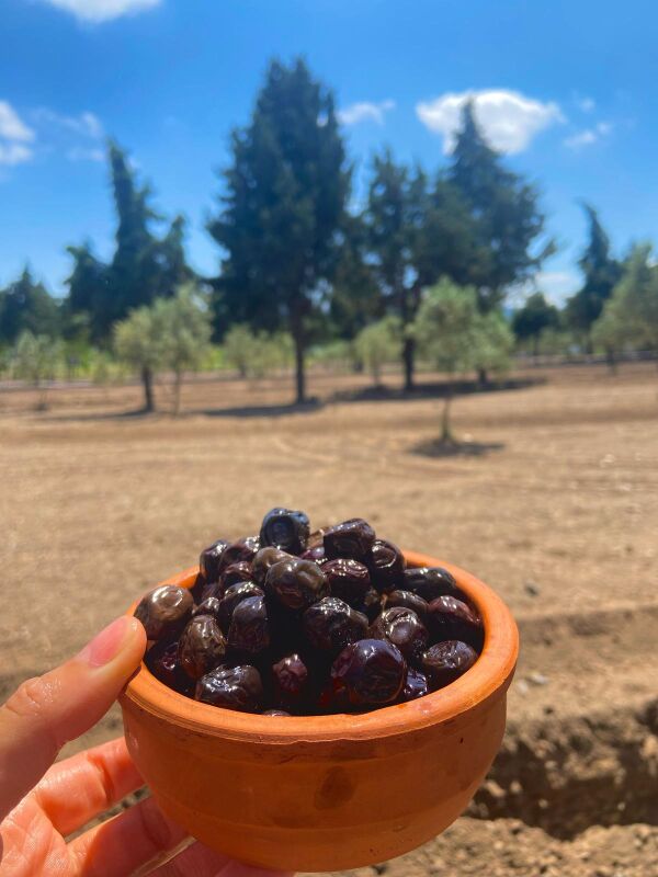 3A 10 KG Az Tuzlu Gemlik Yağlı Sele Sofralık Siyah Zeytin 291-320 Kalibre - 4
