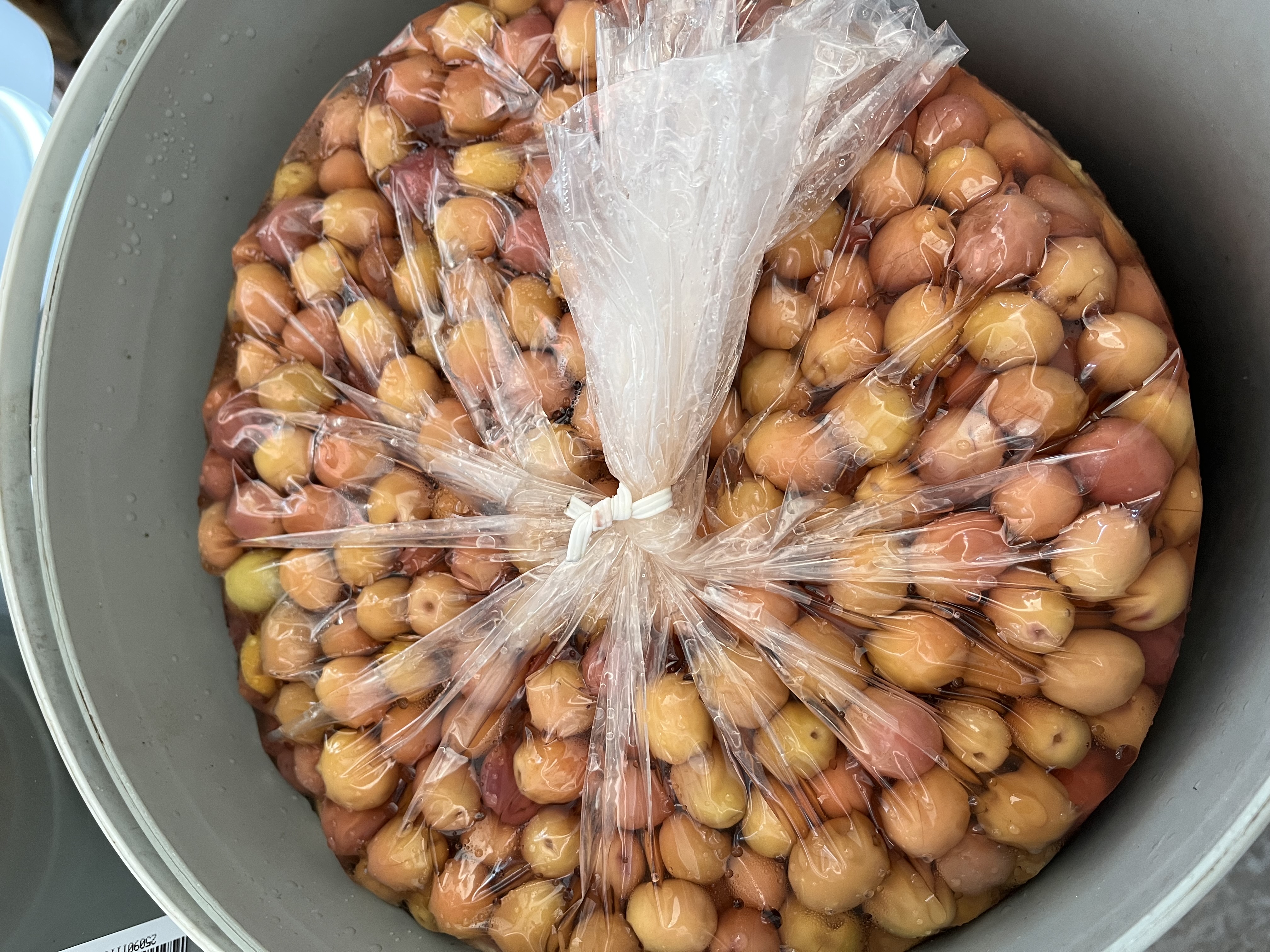 10 KG Pembe Çizik Zeytin - 1