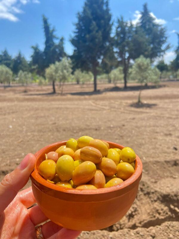 5 KG Domat Çizik Kokteyl Yeşil Zeytin İri Boy 121-140 Kalibre - 5